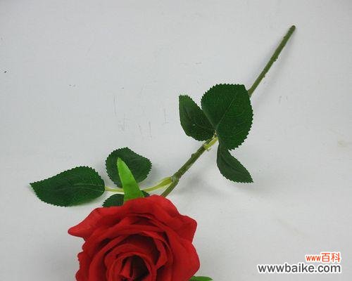 探索玫瑰花所传达的情感和寓意 玫瑰的含义和象征