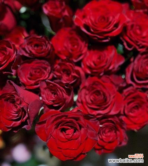 探索七彩玫瑰的意义与象征 七彩玫瑰