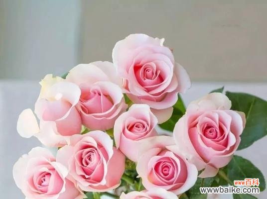 玫瑰花语的意义与传承 玫瑰花语