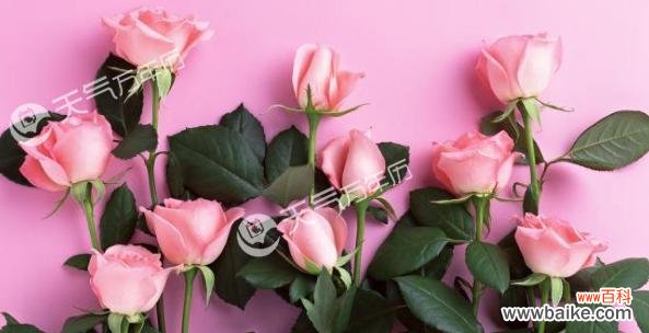 用十一朵玫瑰传递浓浓的爱意 十一朵玫瑰的花语