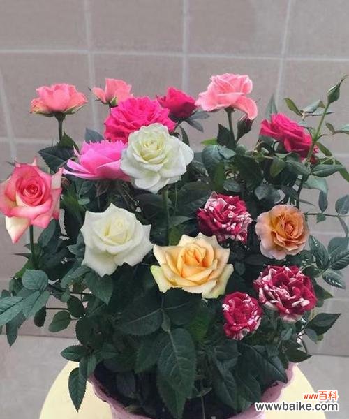 探索玫瑰花的神秘力量 玫瑰的象征意义及代表的支数