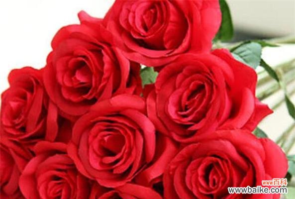 探究玫瑰花的象征意义及其传承 玫瑰花的美丽与含义