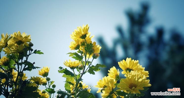 以菊残犹有傲霜枝 傲霜枝的坚韧与傲慢