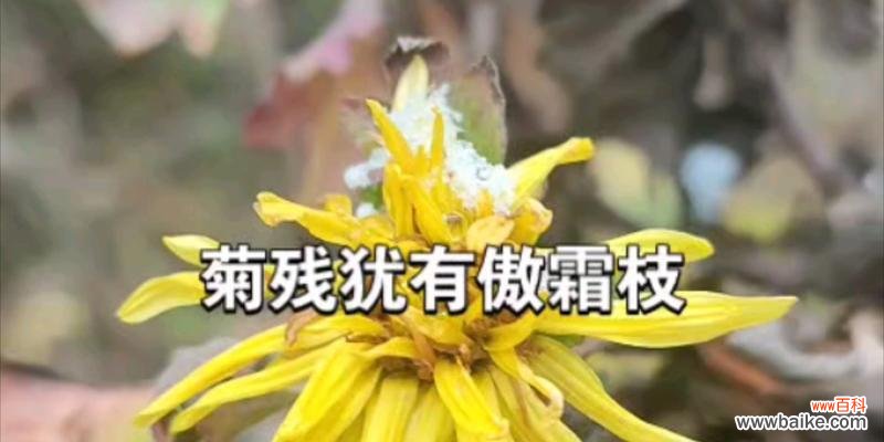 以菊残犹有傲霜枝 傲霜枝的坚韧与傲慢