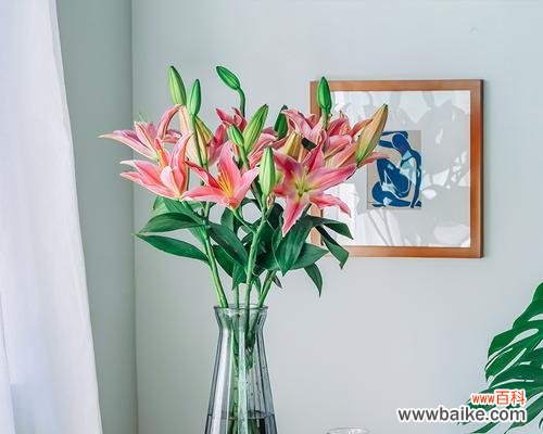 用花朵传递的情感与意义 色彩交织的花海