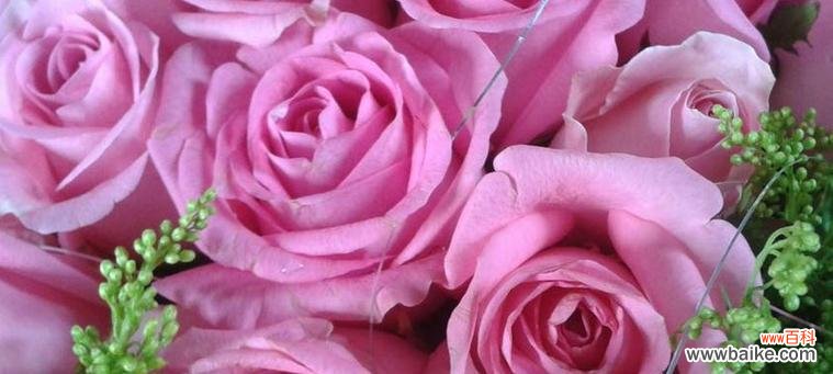 玫瑰花语的含义及其象征的情感 16朵玫瑰花的花语之美