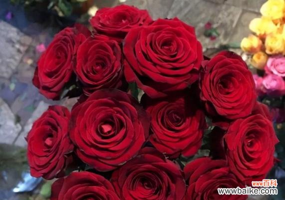 探究玫瑰花背后的深层含义 玫瑰花的意义与象征