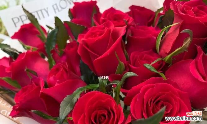 探究玫瑰花背后的深层含义 玫瑰花的意义与象征