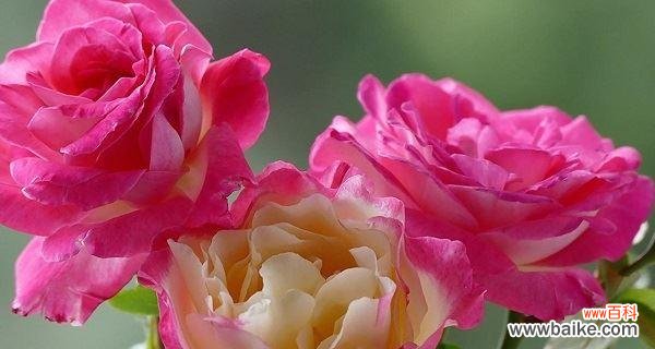 美丽的玫瑰 玫瑰花的象征意义及文化传承