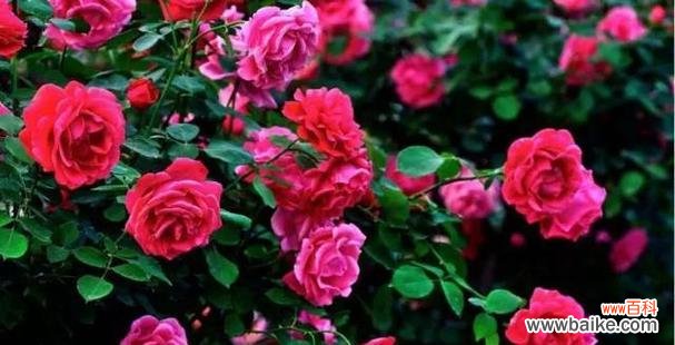 探索玫瑰花的内涵及其文化传承 玫瑰花的象征意义——爱、美、与希望