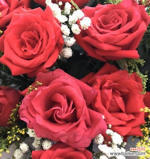 探寻玫瑰花的浪漫与内涵 玫瑰花的象征意义