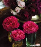 探寻玫瑰花的浪漫与内涵 玫瑰花的象征意义