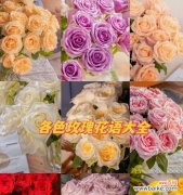 探寻玫瑰花的浪漫语言和文化内涵 玫瑰花的花语与象征意义