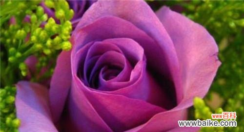 探寻玫瑰花的象征意义和文化背景 玫瑰花的含义