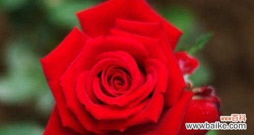 探寻玫瑰花的象征意义和文化背景 玫瑰花的含义