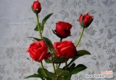 探寻玫瑰花在不同场合的象征意义 玫瑰花的含义与象征——15朵花的意义