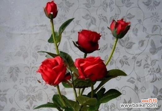 探寻玫瑰花在不同场合的象征意义 玫瑰花的含义与象征——15朵花的意义