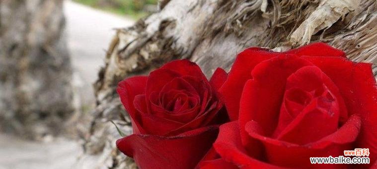 鲜花中的女王——玫瑰花的种类 玫瑰花的意义与象征——浪漫、爱情与美