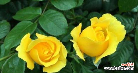 以33朵红玫瑰花的花语为主题 红玫瑰的花语