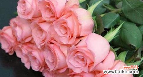 以33朵红玫瑰花的花语为主题 红玫瑰的花语