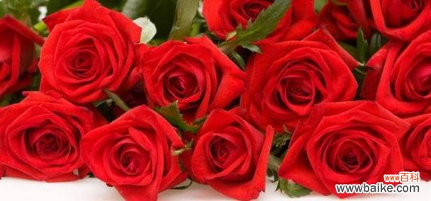 33朵玫瑰花的花语及其传递的情感 33朵玫瑰花的花语——浓浓的爱意