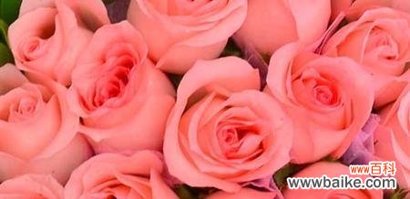 探索玫瑰花的多重含义与表达方式 玫瑰花的寓意与花语