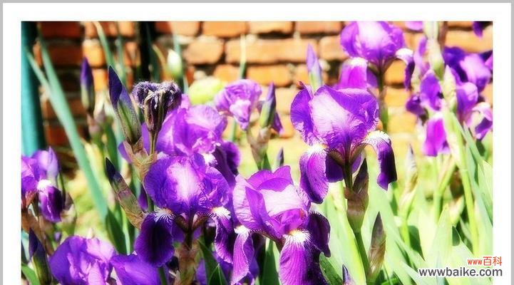 探寻蒲公英与鸢尾的深意 花开花落,花语的故事