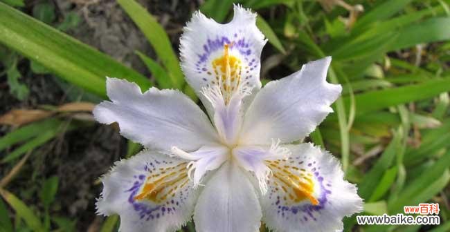 探寻蒲公英与鸢尾的深意 花开花落,花语的故事