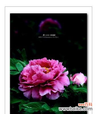 探秘牡丹花的花语和文化内涵 牡丹花