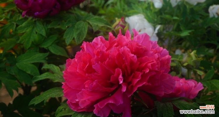 探秘牡丹花的花语和文化内涵 牡丹花