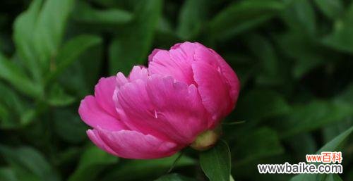 馨香绽放 芍药花