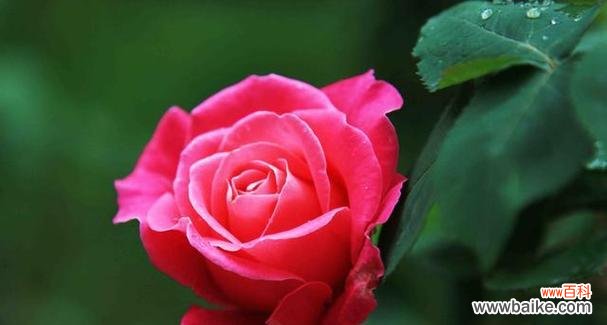 探究不同玫瑰花朵数所代表的含义 玫瑰花朵数的象征意义