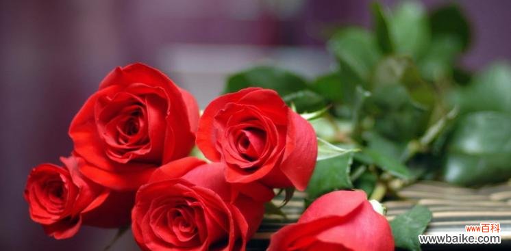探索玫瑰花的深意与情感表达 玫瑰花花语与代表意义