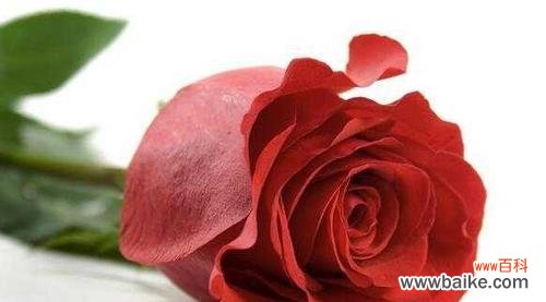 探寻爱情和美丽的象征 玫瑰花的真正含义