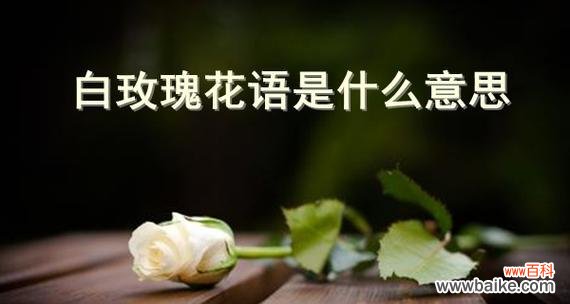 不同数量的玫瑰花所传递的不同情感与象征 玫瑰花的数量与花语——花开寓意与心意的变幻