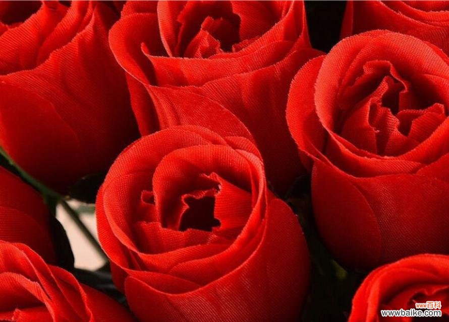 不同数量的玫瑰花所传递的不同情感与象征 玫瑰花的数量与花语——花开寓意与心意的变幻