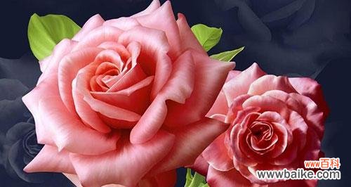 解读玫瑰花朵数 玫瑰花朵数的隐含意义