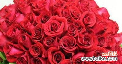 一朵朵代表爱情的鲜花 17朵玫瑰花的花语意义