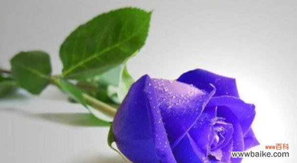 一朵朵代表爱情的鲜花 17朵玫瑰花的花语意义