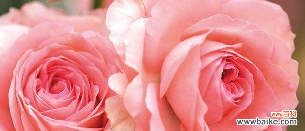 一朵朵代表爱情的鲜花 17朵玫瑰花的花语意义