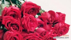 红玫瑰的情爱之花 玫瑰花的寓意与象征意义