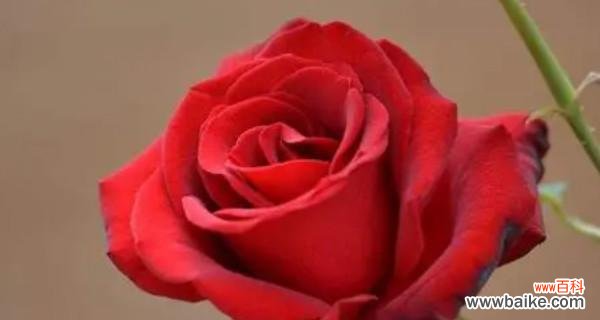 玫瑰花的不同数量所代表的情感和意义 玫瑰花的含义与象征