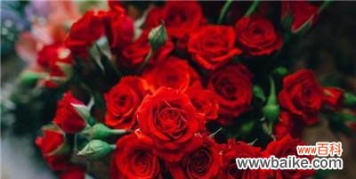 传递爱 玫瑰花的寓意与象征
