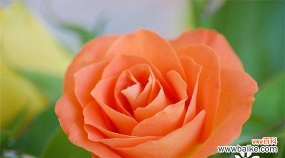 从花语颜色角度解读玫瑰花的情感语言 玫瑰花花语颜色的意义