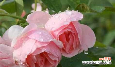 从花语颜色角度解读玫瑰花的情感语言 玫瑰花花语颜色的意义