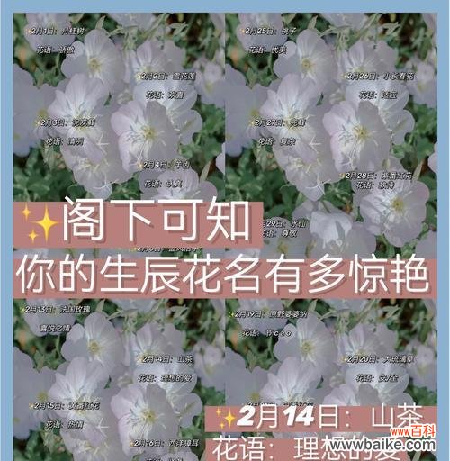 探寻木芙蓉花的美丽之谜 木芙蓉的花语与意义