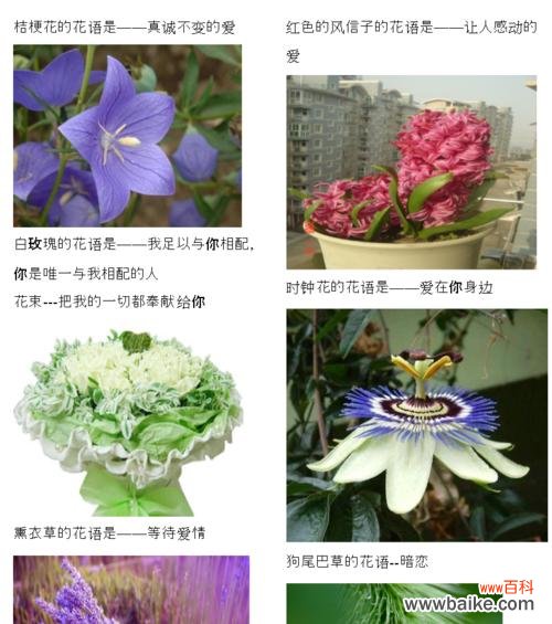 玉兰花的花语 玉兰花的美丽与象征