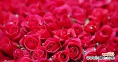揭示不同玫瑰花数量的象征意义及传达的情感 玫瑰花的数量与含义