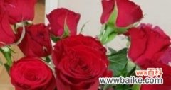 玫瑰花送多少朵表达不同情感 玫瑰花数量的含义——浪漫传递的秘密