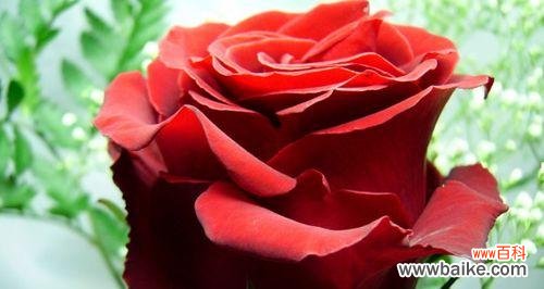 玫瑰花数量的象征和寓意 玫瑰花的数量与意义